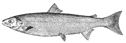 Salmon (Salmo salar)