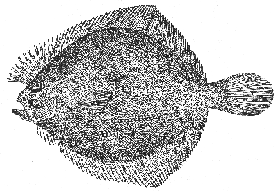 Sand flounder (Lophopsetta maculata)
