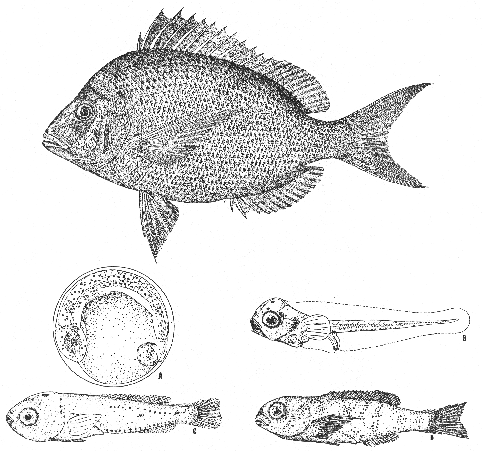 Scup (Stenotomus versicolor)