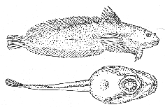 Sea snail (Neoliparis atlanticus)