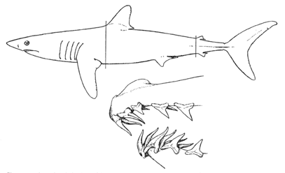 Sharp-nosed mackerel shark or Mako (Isurus oxyrinchus)