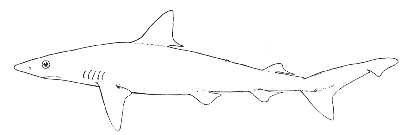 Sharp nosed shark (Scoliodon terrae-novae)