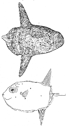 Sharp-tailed sunfish (Masturus lanceolatus)