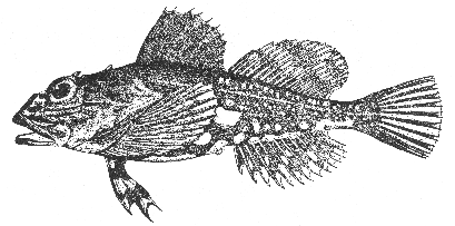 Shorthorn sculpin (Myoxocephalus scorpius)