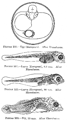 Shorthorn sculpin (Myoxocephalus scorpius), egg, larva, and fry.