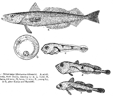Silver hake (Merluccius bilinearis), at several stages of development