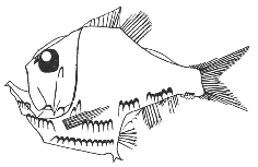 Silver hatchetfish (Argyropelecus aculeatus)
