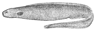 Slime eel (Simenchelys parasiticus)
