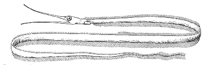 Snipe eel (Nemichthys scolopaceus)