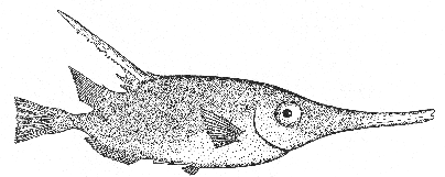 Snipe fish (Macrorhamphosus scolopax)