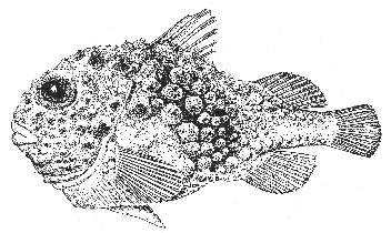 Spiny lumpfish (Eumicrotremus spinosus)