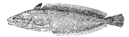Spotted hake (Urophycis regius)