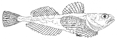 Staghorn sculpin (Gymnocanthus tricuspis)
