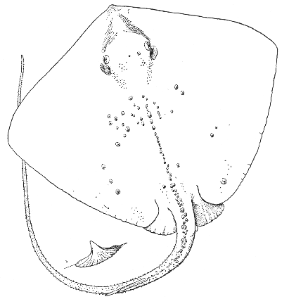 Sting ray (Dasyatis centroura)