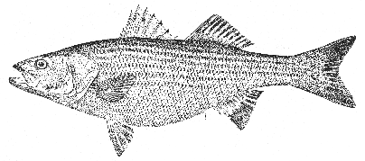 Striped bass (Roccus saxatilis)
