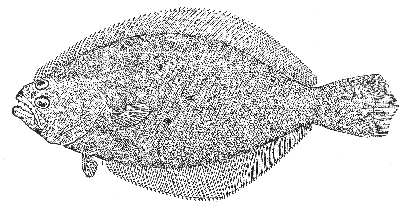 Summer flounder (Paralichthys dentatus)
