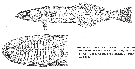 Swordfish sucker (Remora brachyptera)