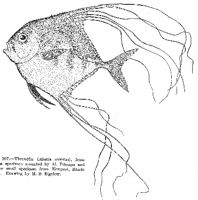 Threadfin (Alectis crinitus)