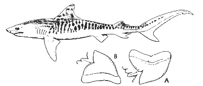 Tiger shark (Galeocerdo cuvier)