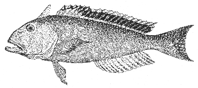 Tilefish (Lopholatilus chamaeleonticeps)