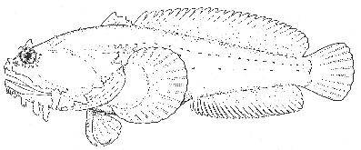 Toadfish (Opsanus tau)