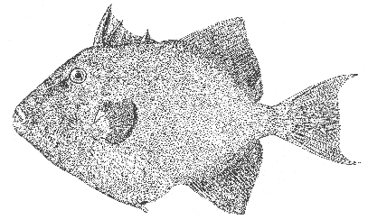 Triggerfish (Balistes carolinensis)