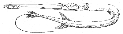 Trumpetfish (Fistularia tabacaria)