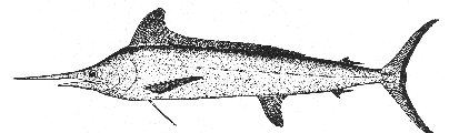 White marlin (Makaira albida)