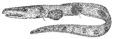 Wolf eel (Lycenchelys verrillii)