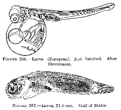 Wolffish (Anarhichas lupus), Larva.