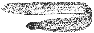 Wrymouth (Cryptacanthodes maculatus)