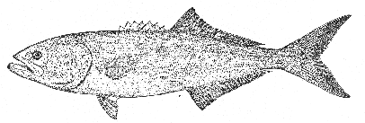 Bluefish (Pomatomus saltatrix)