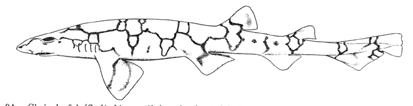 Chain dogfish (Scyliorhinus retifer)