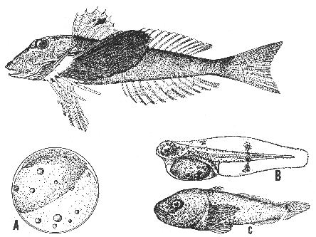 Common sea robin (Prionotus carolinus)