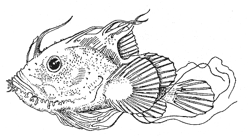 Goosefish (Lophius americanus). Larva, Mediterranean, 50 mm.