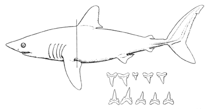 Mackerel shark (Lamna nasus)