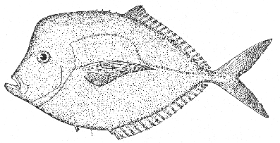 Moonfish (Vomer setapinnis)
