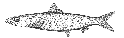 Round herring (Etrumeus sadina)