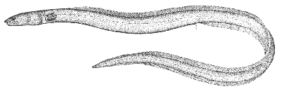Snake eel (Omochelys cruentifer)