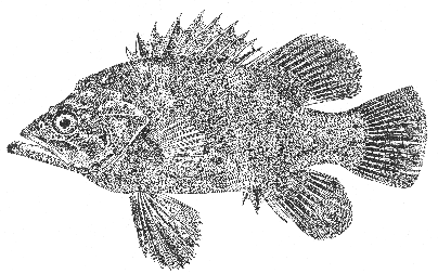 Wreck fish (Polyprion americanus)
