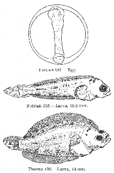 Yellowtail (Limanda ferruginea), egg and larvae